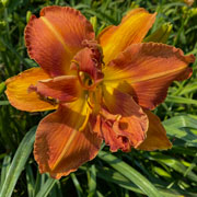 Double Flaming Beauty Daylily